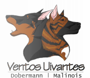 Ventos Uivantes - Dobermanns e Malinois com car&aacute;cter